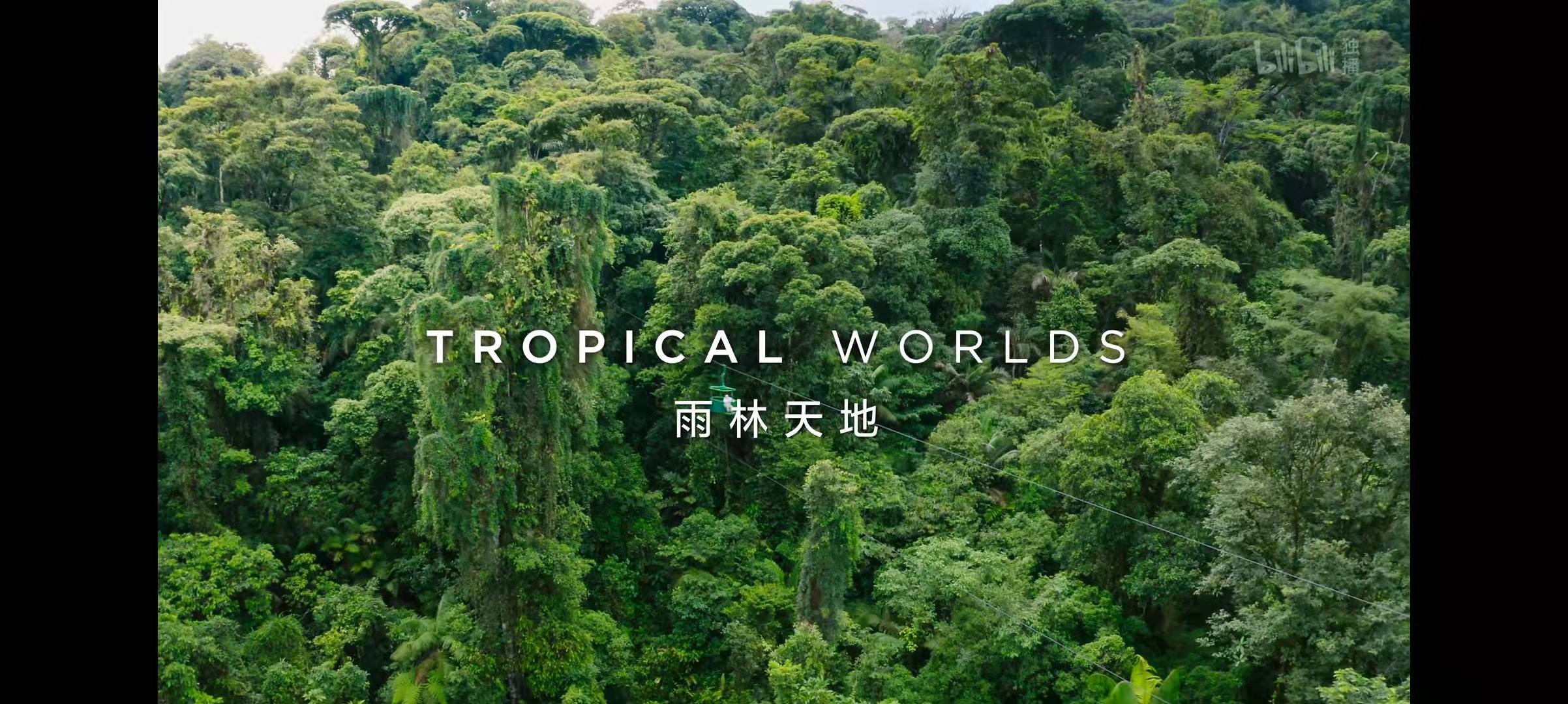 纪录片推荐——《绿色星球》第一集《雨林天地》都讲了什么？