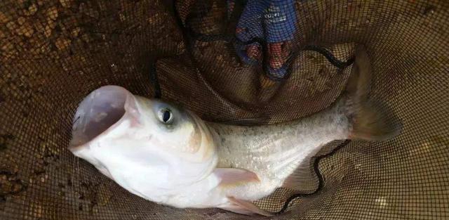 大爷|山东一男子花200元盘黑坑，却差点被鱼塘主打了，究竟为什么？