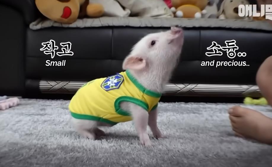 古尔丹 韩国女孩养迷你猪秒变大胖猪，如今带着它们刻苦运动节食减肥