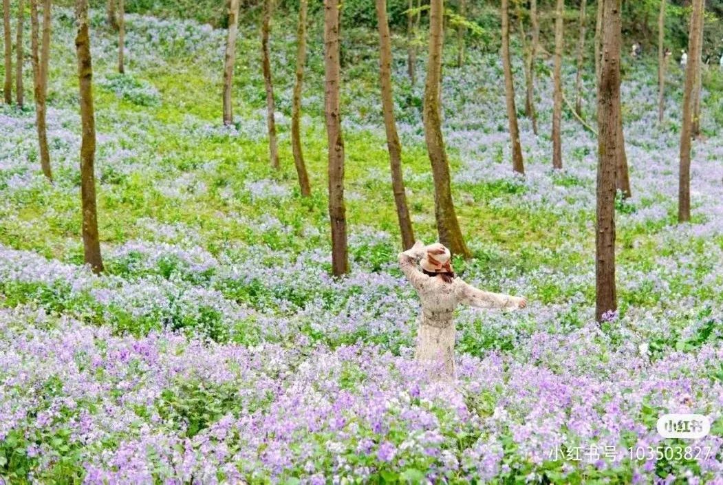 清明节|清明五一约玩约住山野间，看“花花”世界，每一秒都治愈