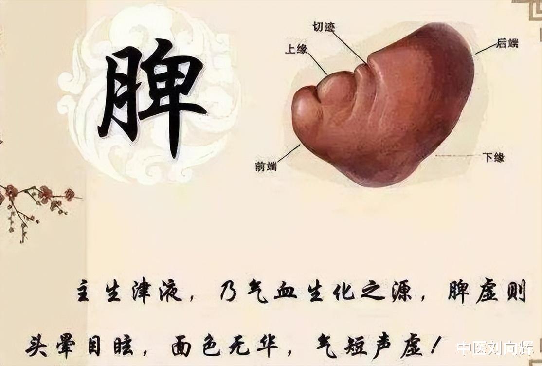 健康时报|口渴痰多,喝水想吐,一个张仲景的方子,3味药,健脾降气化痰