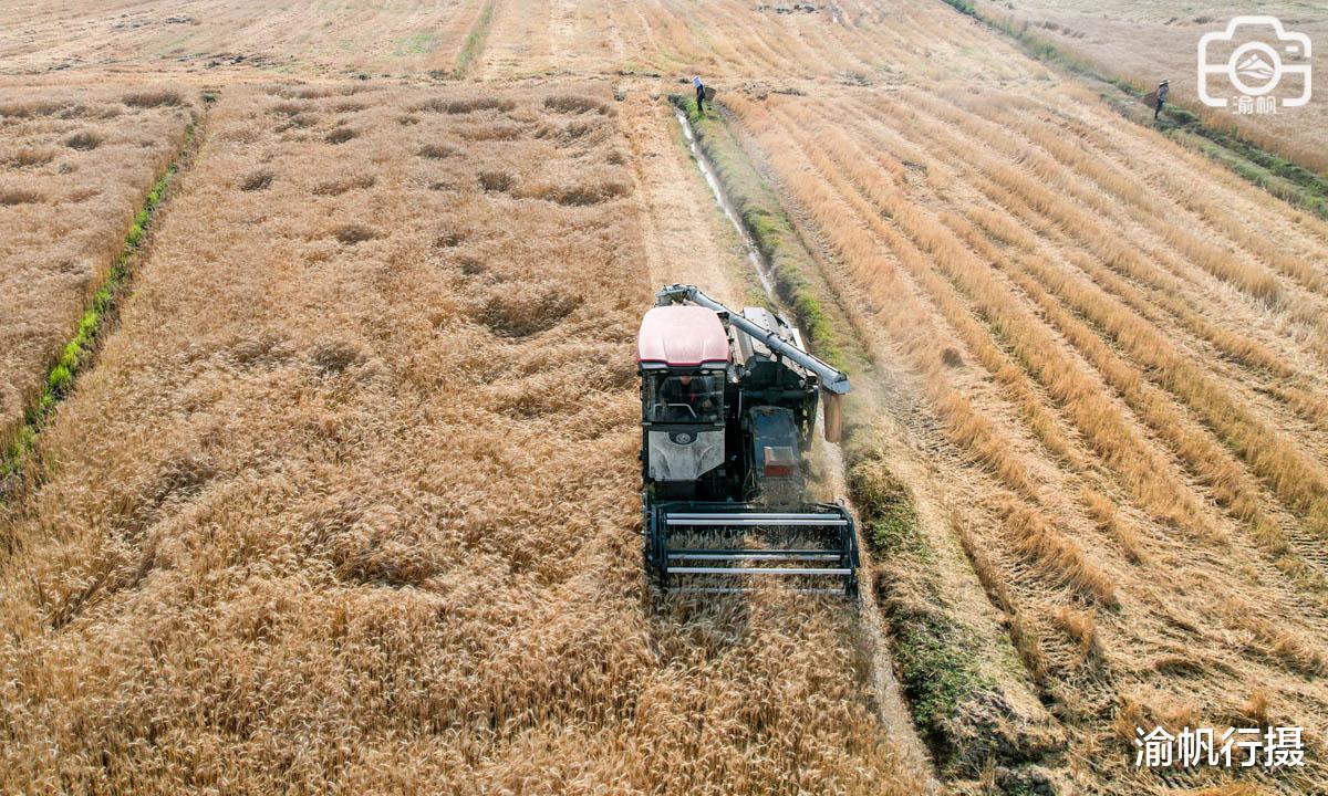 |重庆数千亩麦田成熟，金色麦浪翻滚！引得网红纷纷前往打卡