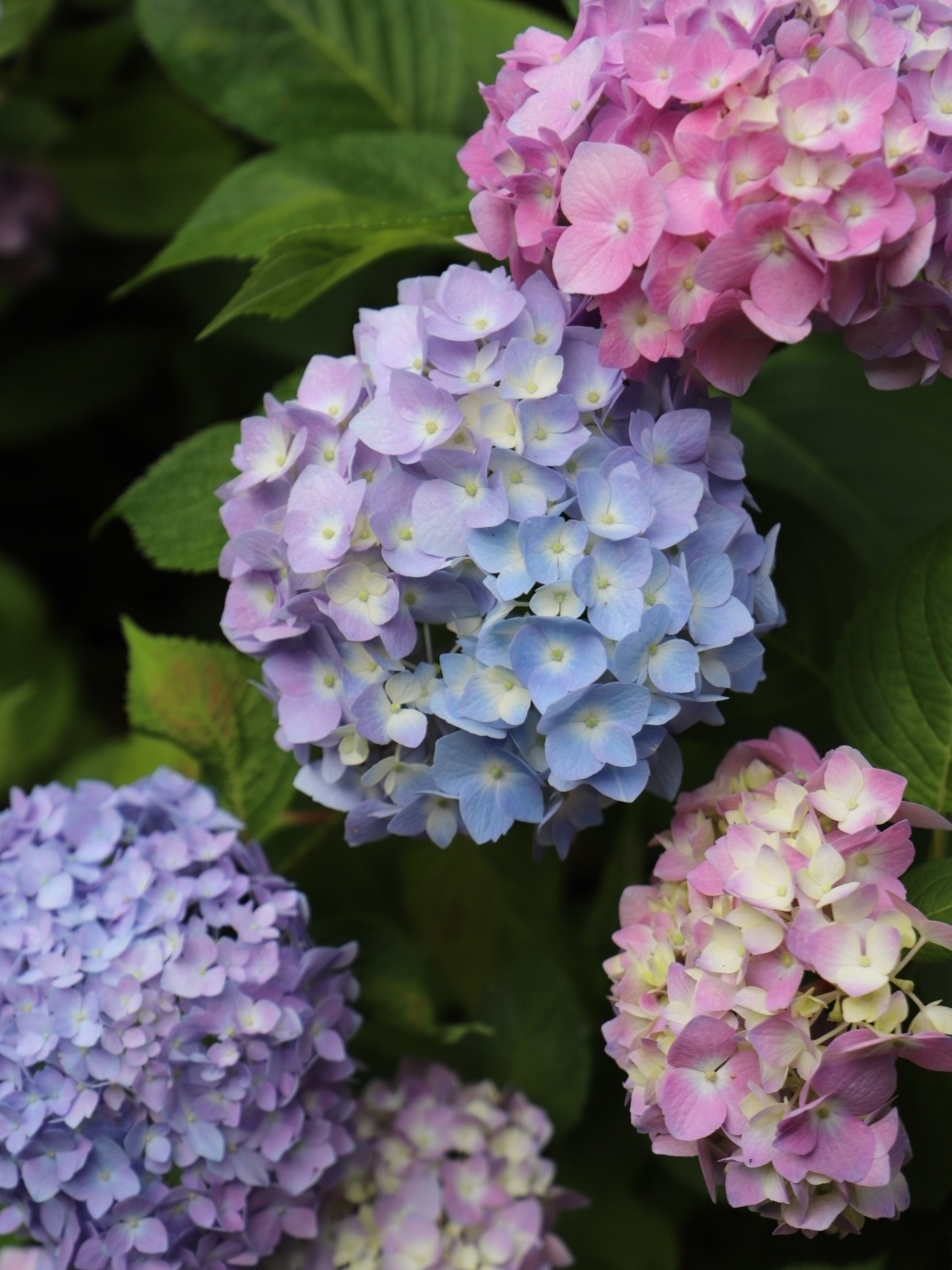 DIY造园:自己设计打造100㎡花园,不需要花太多钱,但充满成就感