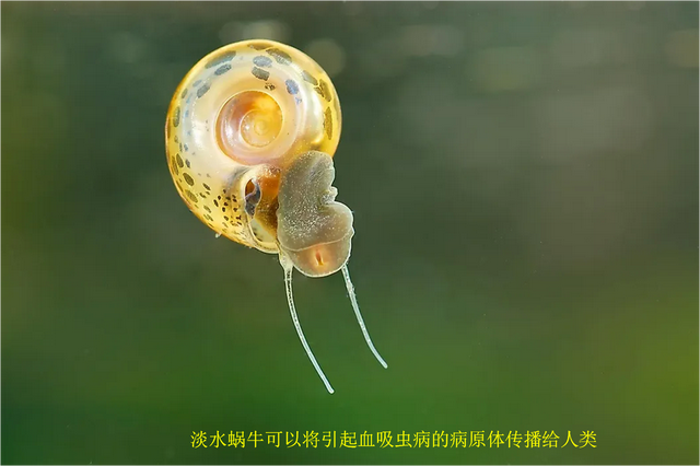 杀死人类最多的10种动物,有些你可能想不到