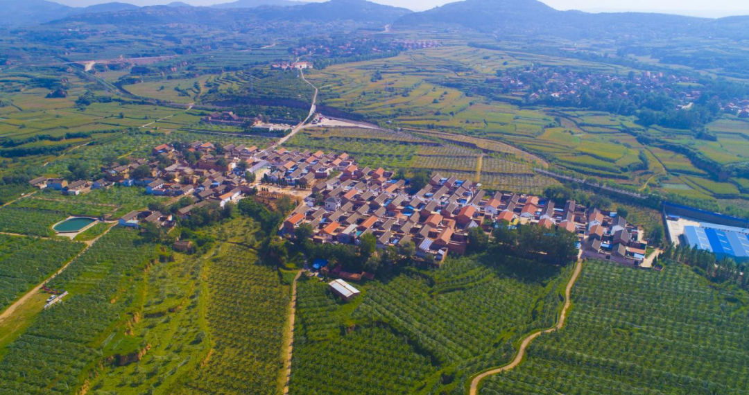 电子商务|【电商案例】铁炉村的黄梨产业路