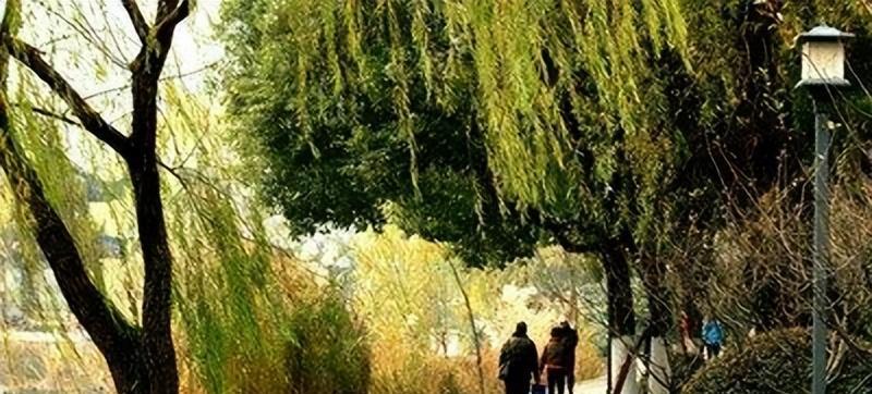 草海|南京被“忽略”的公园,景美人少,连许多当地人都不知道这个地方