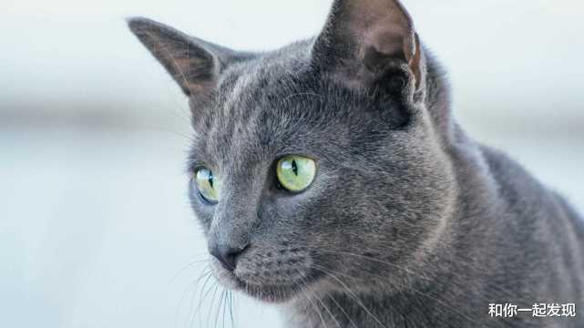 揭秘猫能在黑暗中视物的真相
