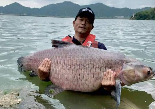 钓鱼人多有大鱼梦,盘点我国淡水中的“巨物”,你钓住过几个?