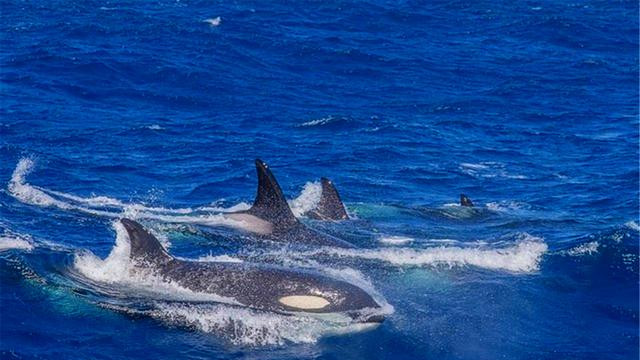 多少头虎鲸能杀死16米蓝鲸？一场几小时的海湾激战，结局不出所料