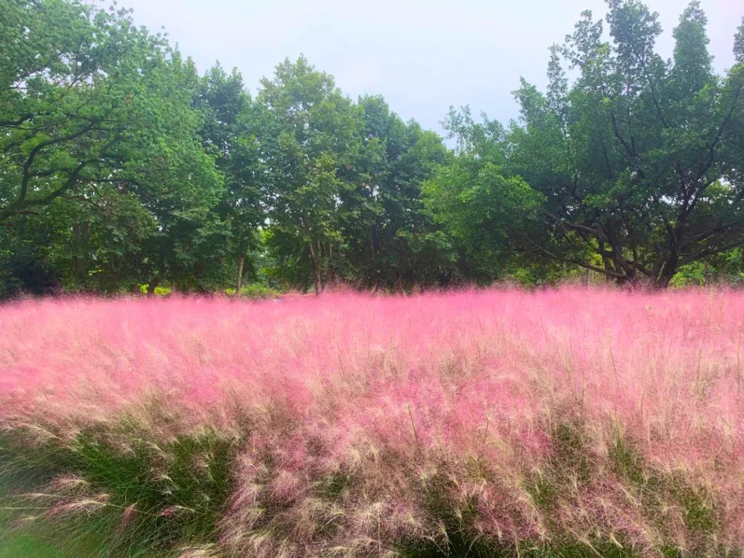 成都|最美蓉城金秋!公园城市5大美景等你解锁→