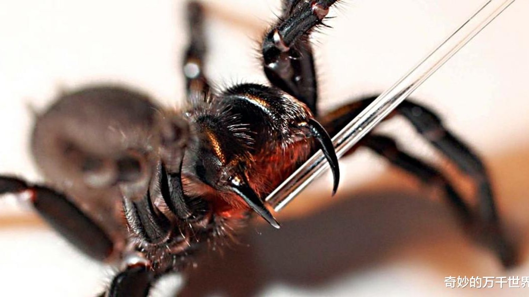 这些蜘蛛为何对人类如此致命？研究后发现：只是“巧合”