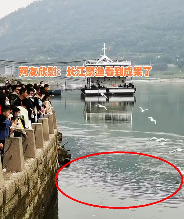 实拍合江门:成群肥硕大鱼聚集岸边,长江离鱼多成灾还有多远?
