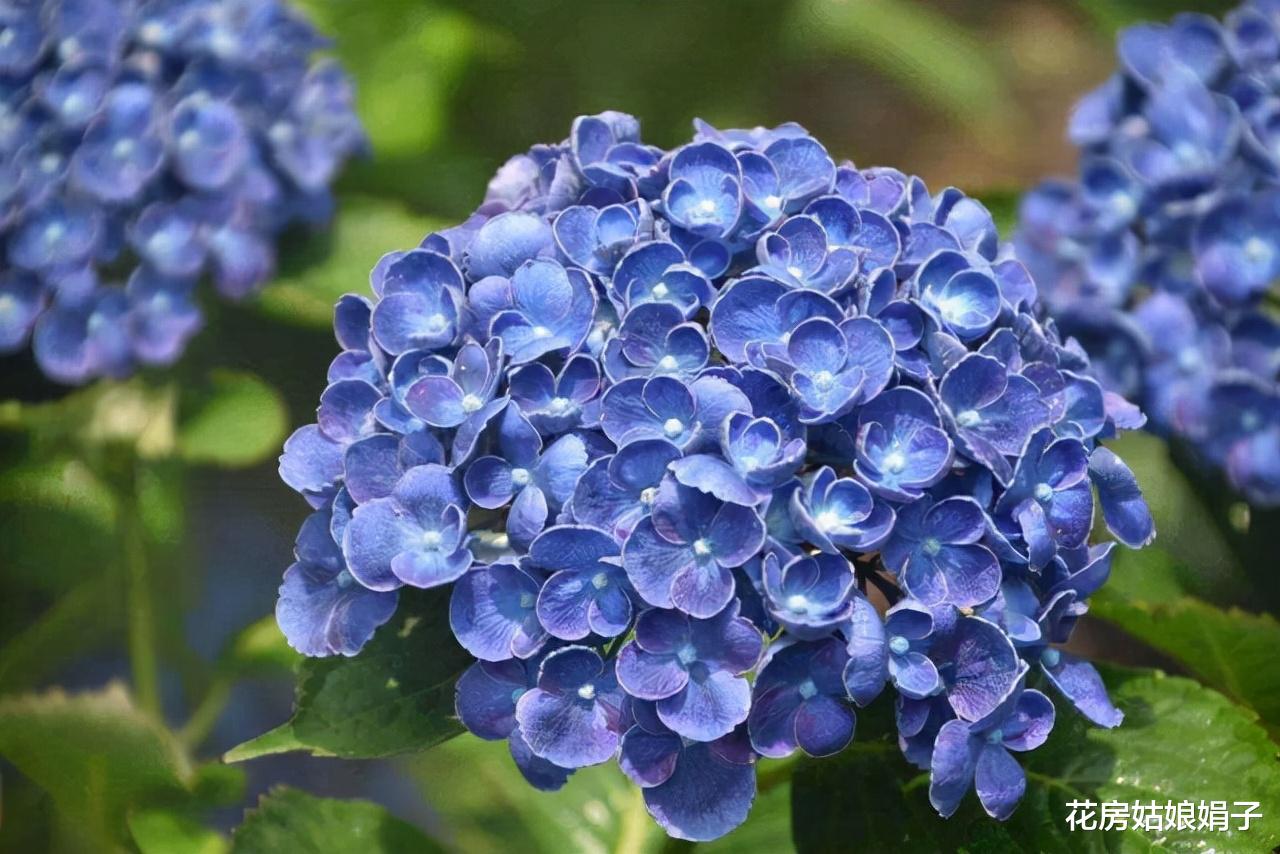 封闭阳台按照这些方法改造，一样能养出好花，这7种花就很不错