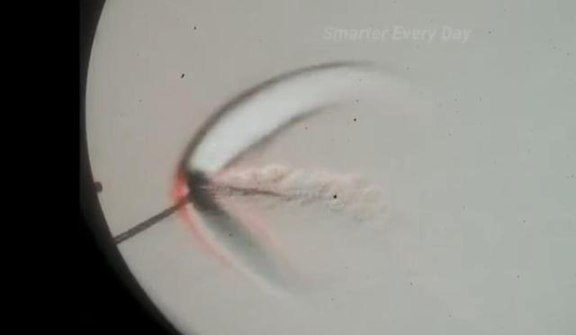 简单甩鞭子会发出响声,具体过程科学家仍然没有统一的结论!