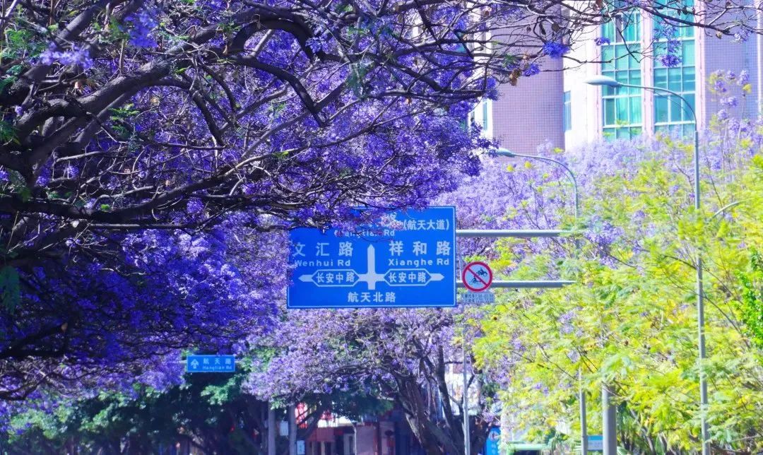 四川省|花开成海！四川这个地方即将成为zui浪漫的城市