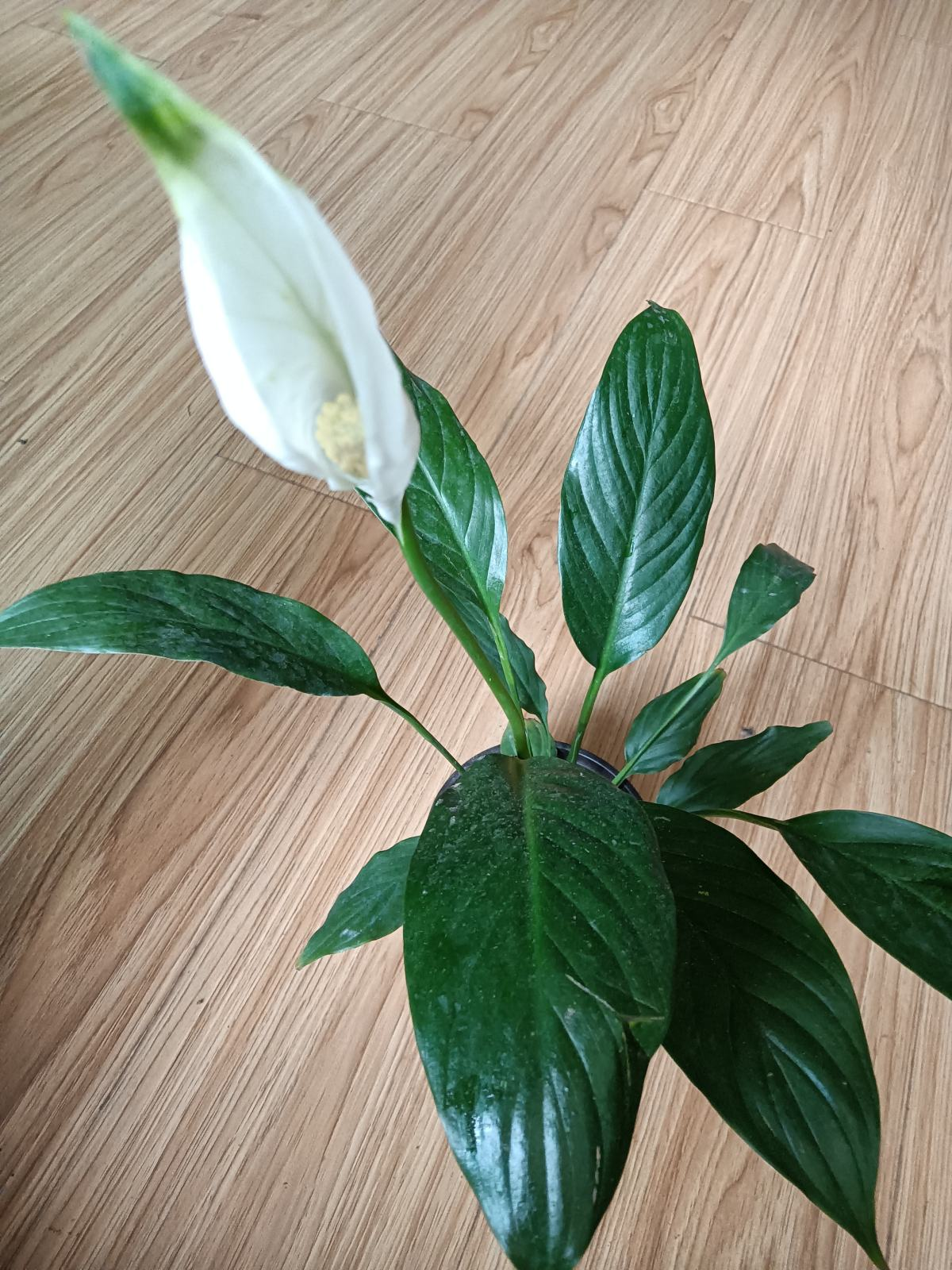 室内养花别乱放,避开这5个“雷区”,否则养一盆枯一盆