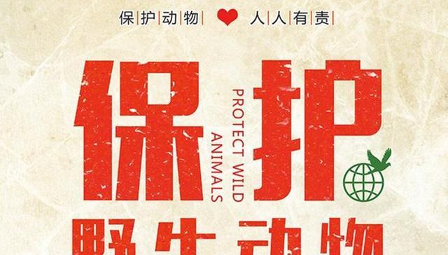 江豚|广西一男子涠洲岛野钓,偶遇一大型豚形水族,原来真实身份不一般