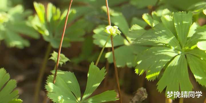 秦岭发现奇特植物,只有一叶一花,很娇弱却从恐龙时代生存到现在