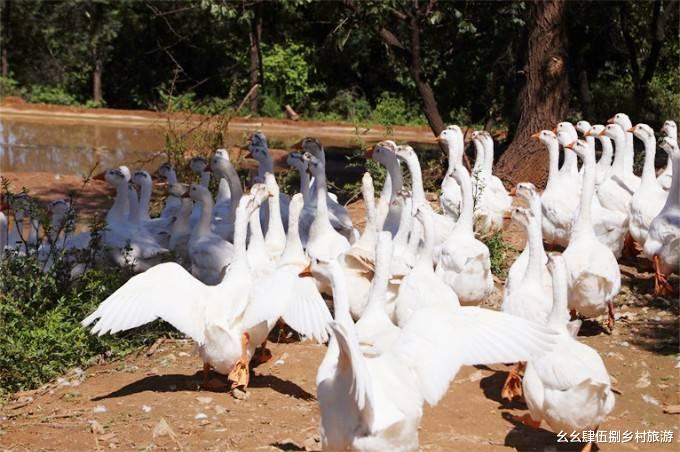 延庆|北京延庆红杏山庄民宿,草坪养殖场,越野摩托,垂钓儿童乐园俱全