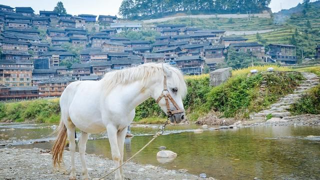 平遥古城|不一样的西江：我在贵州千户苗寨住了好几天，甚至还下田摸了鱼