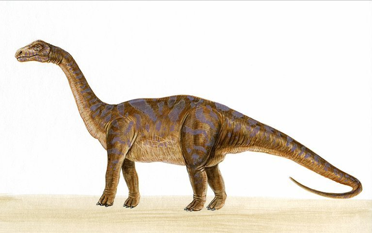 二手玫瑰|二手玫瑰的粉丝自称为病友，他们都说了什么？