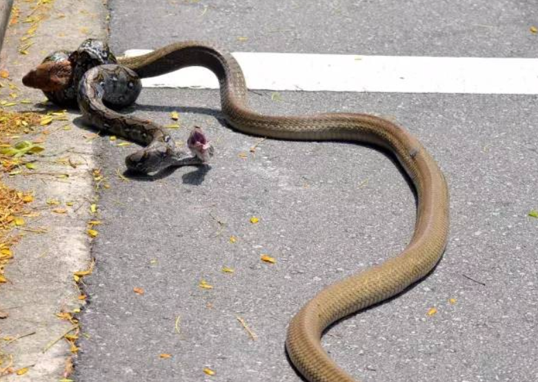 2010年，吉林柳河出现蛇群聚集马路，引专家前往调查