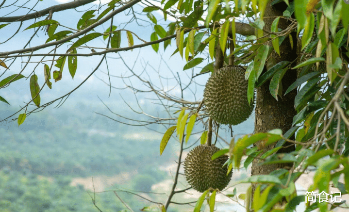 长寿|一棵树结果300多颗,榴莲凭什么还那么贵?3个原因是关键,涨知识