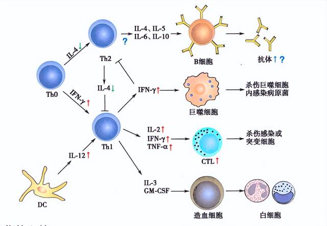 饮食|8周年轻3岁?耶鲁大学:靠谱!这样调整饮食与作息