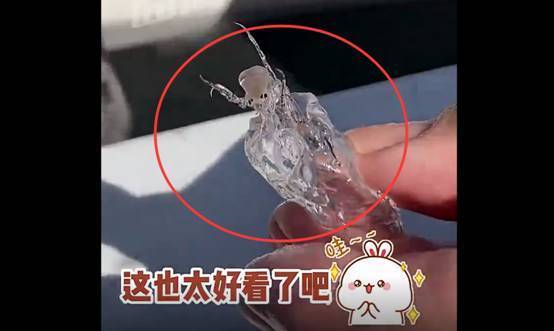 会“隐身”的海洋生物,你见过吗?专家:它是浮游界的恶魔