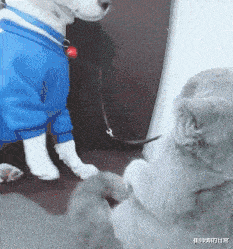 |聂小雨线下视频被曝光，现实中的她又矮又黑，粉丝们一时难以接受