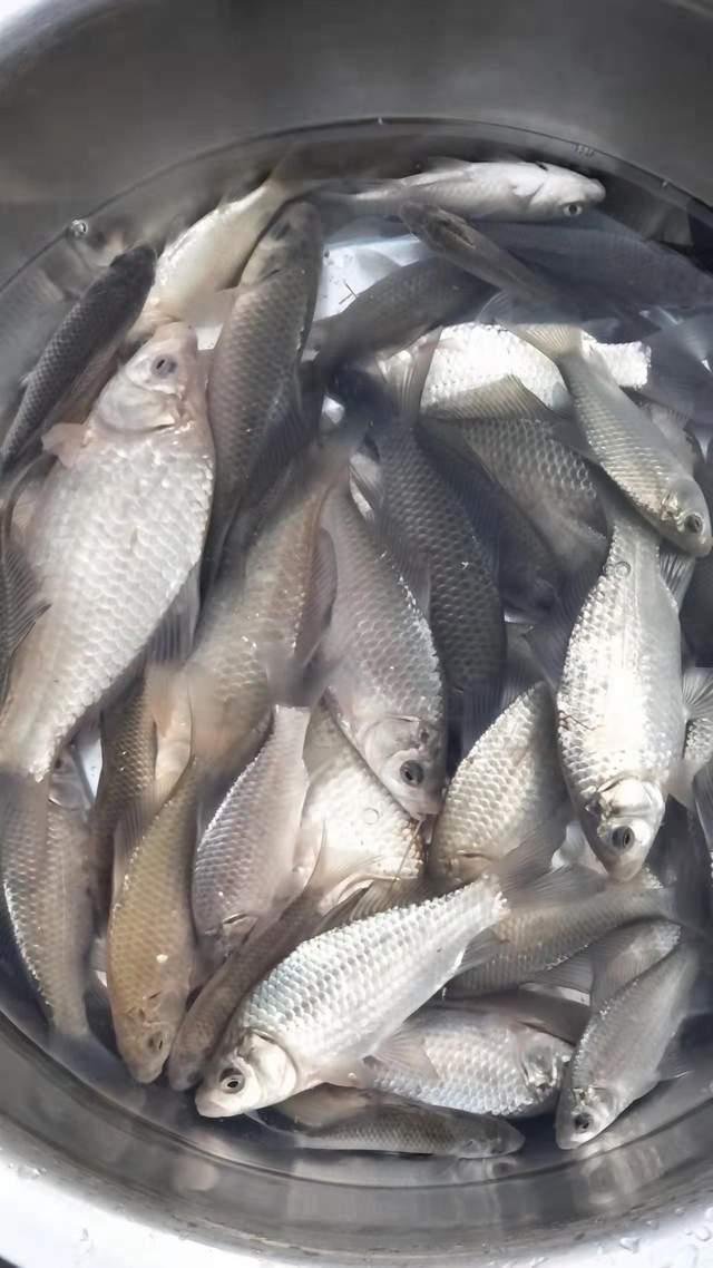 饵料|野钓，不要被特例给带偏了，总结经验三要素