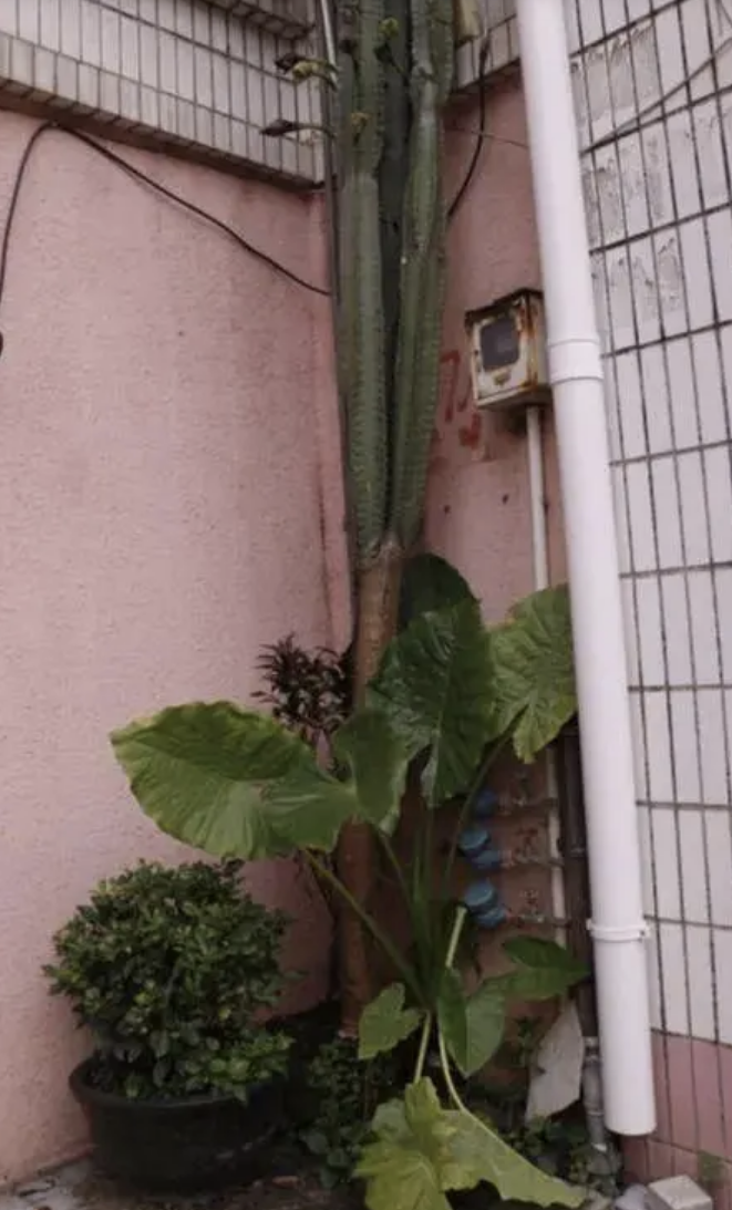 19年前,男子在小区楼下种下量天尺小苗:如今爬到6层楼高