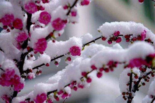 狮子座|明年感情能修成正果吗？