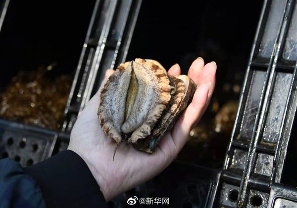 鲍鱼被列入濒危物种红色名录:20种或灭绝