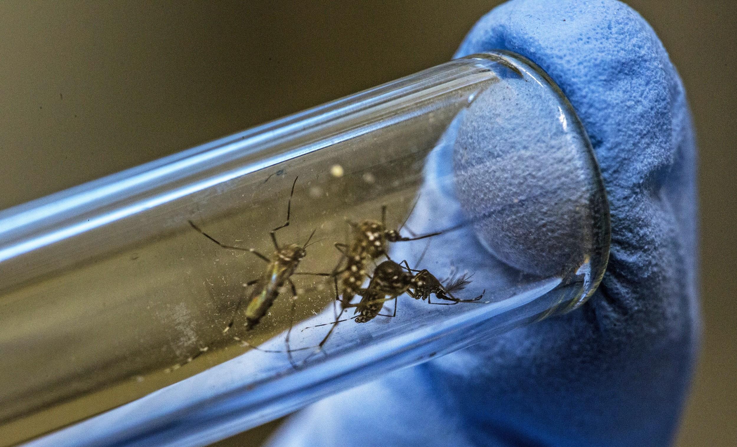 蚊子是从哪来的？美国计划释放24亿只转基因蚊子，目的是什么？