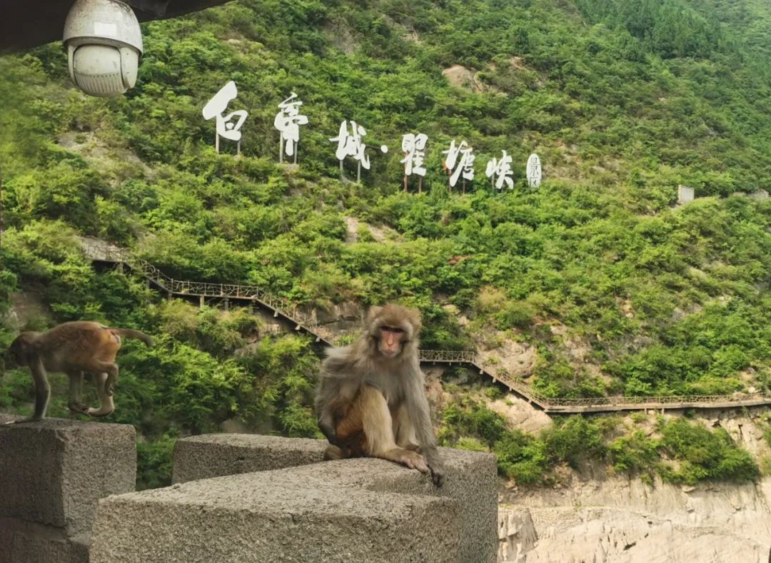 奉节|坐着高铁游奉节，7月20日前景区免门票，最全乘车攻略在此