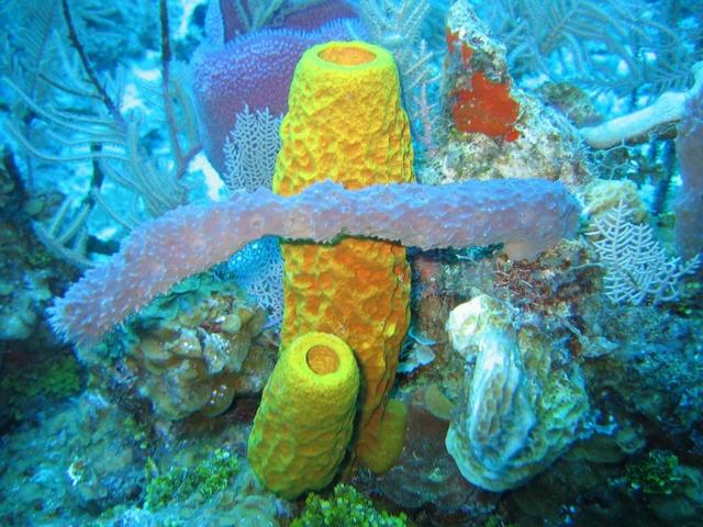 贝加尔湖距海洋2千公里,淡水资源占全球20%,为何却有海洋生物?
