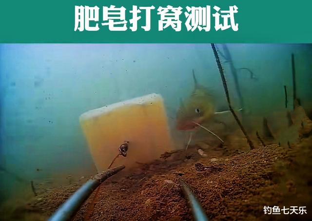 肥皂能钓鱼?钓鱼达人亲自做了实验,黄辣丁对它情有独钟