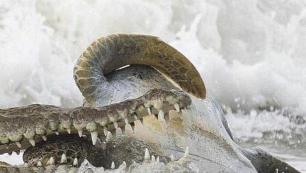 咸水鳄袭击大海龟，海龟即使缩头也不能自保，湾鳄能一口咬碎龟壳