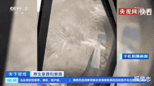 央视春晚|让这群大象走上春晚,是国人17个月的浪漫