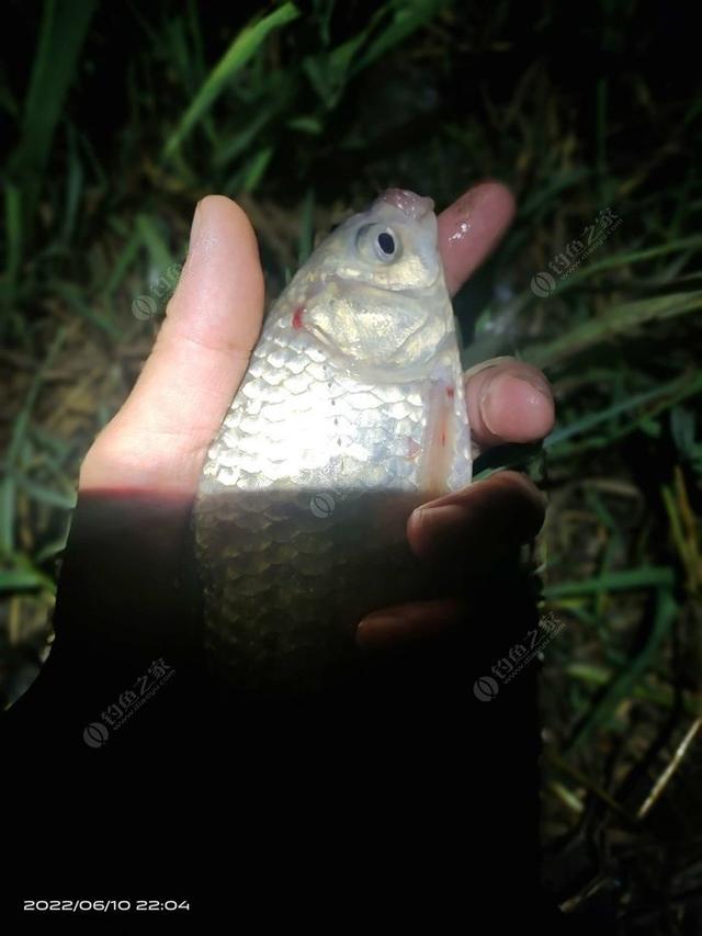 白鲢|【作钓报告】往事不堪回首,鱼获知道多少