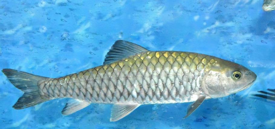 当了5000万年的海洋生物还会被淹死,鲸类进化不出鱼鳃是何原因?