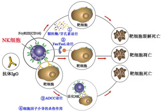 肿瘤消失,生存期翻倍,NK细胞效果惊人