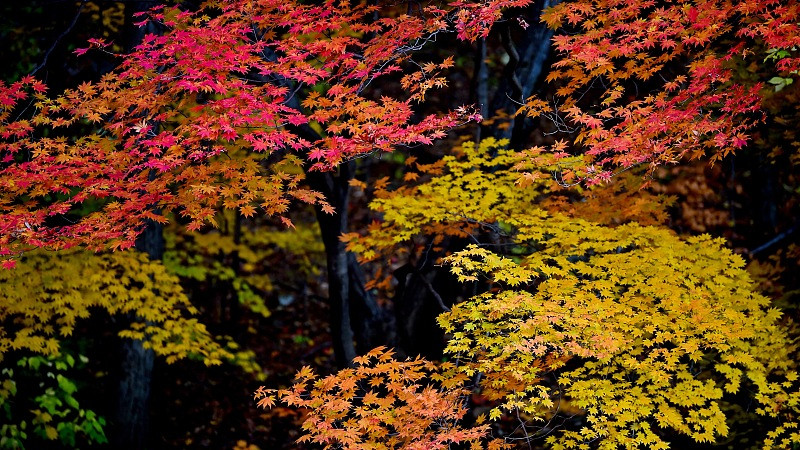 辽宁省|辽宁十大秋季旅游景点 辽宁秋季旅游好去处推荐