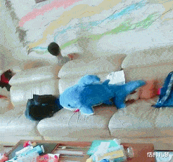 篮球鞋 “帮我取名，我谢您10年蛋糕”