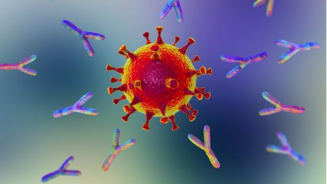 身体的免疫系统是怎么对抗病毒的