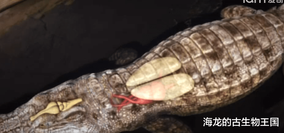 鳄鱼精巧的肺部构造帮助它在求生之路上行稳致远!