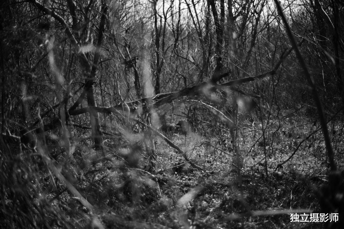 台式机|福伦达Nokton 35mm F1.2 尼康Z卡口镜头正式上架