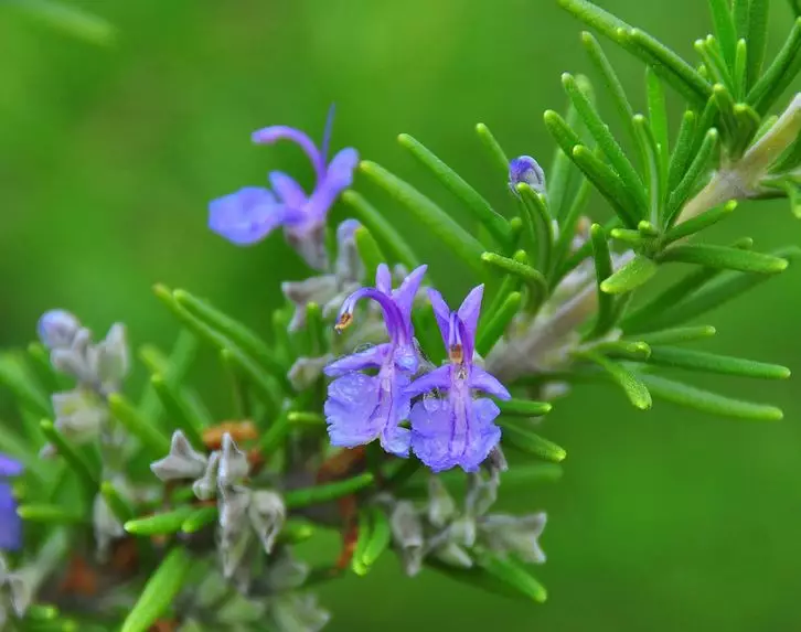 |一楼带庭院的户型，如何驱蚊防虫？