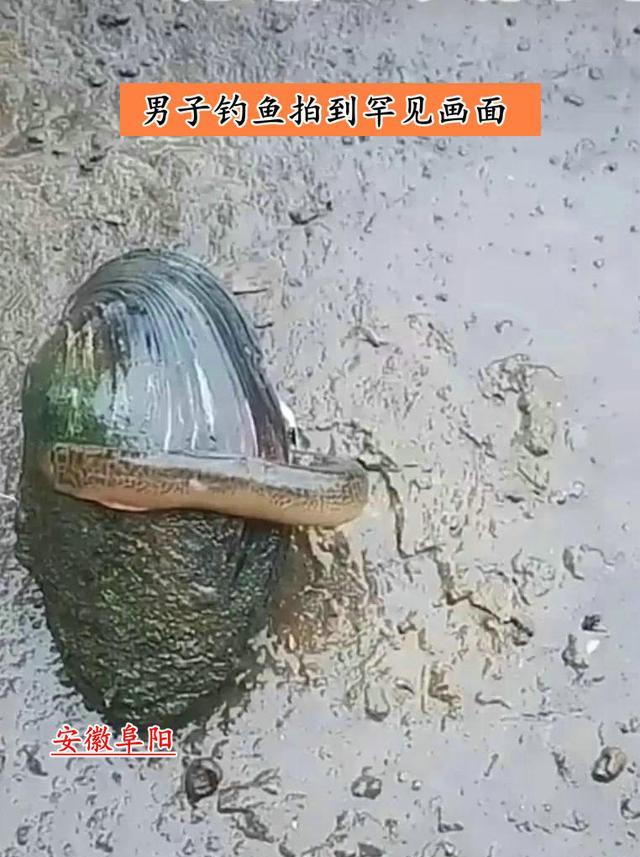 安徽|河蚌吃泥鳅？安徽钓鱼人拍到罕见画面，网友：捡回去一起炖了